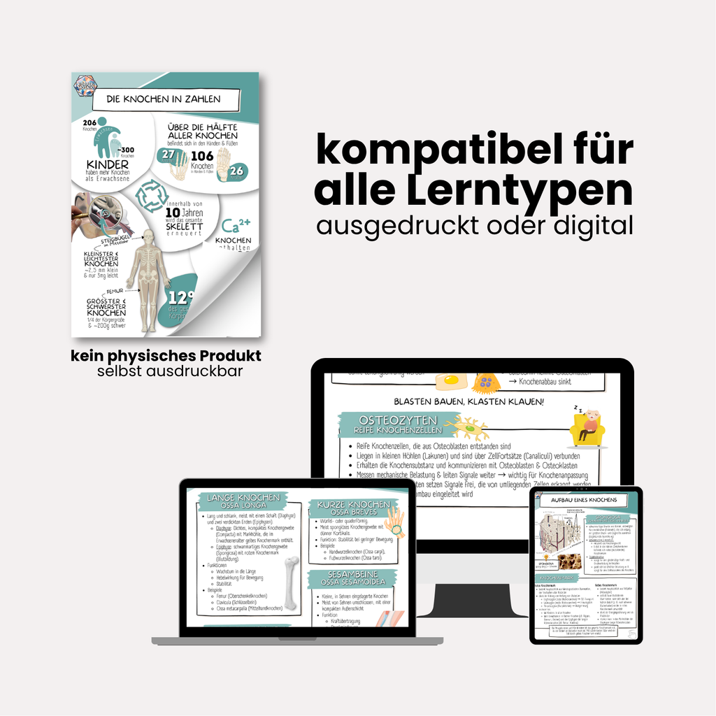 LernZettel 'Anatomie der Knochen'