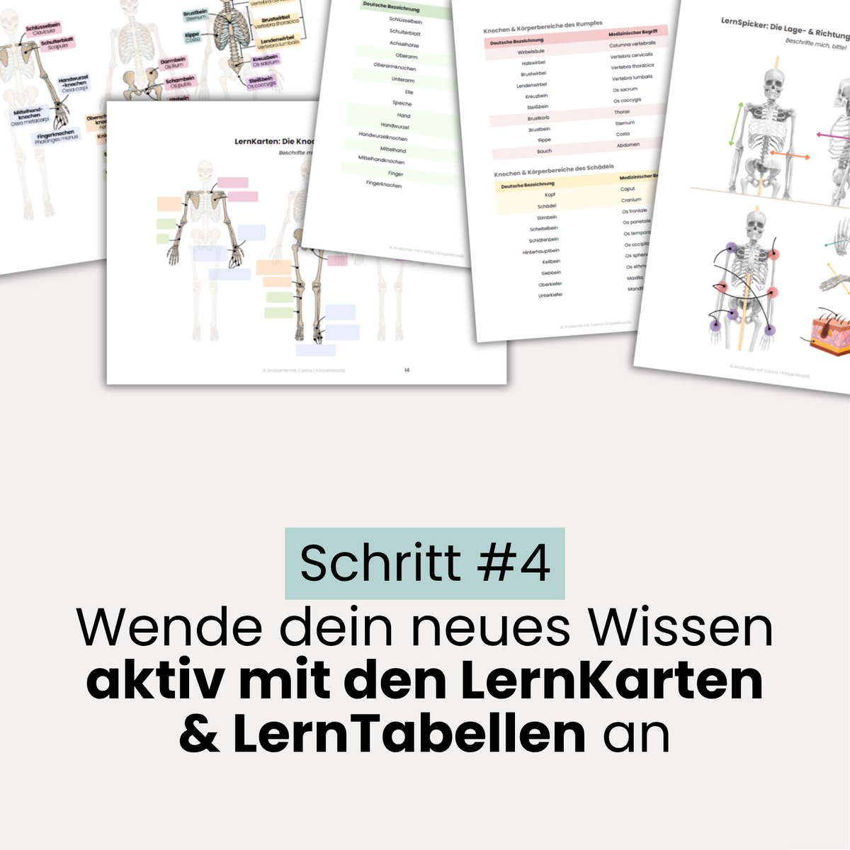 E-Book: Anatomie StarterKit