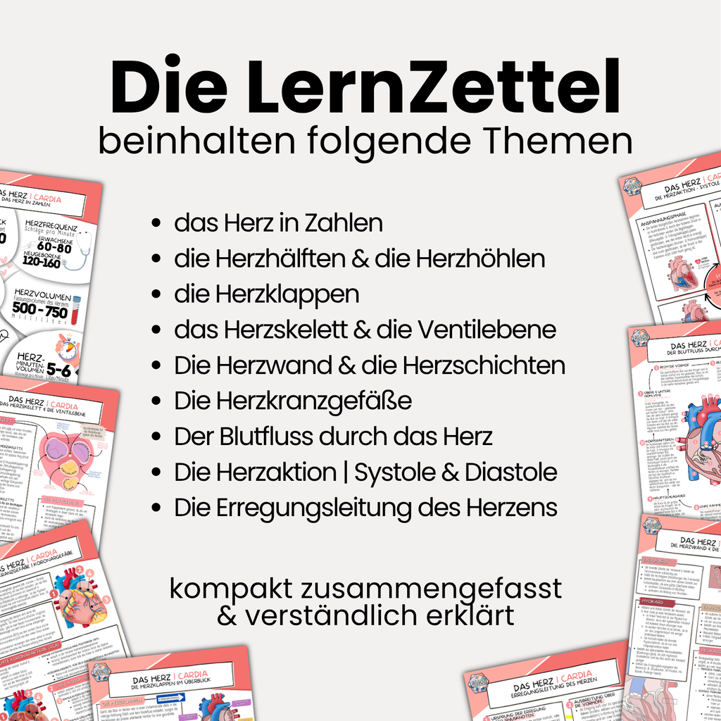 LernZettel 'Anatomie des Herzens'