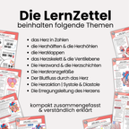 LernZettel 'Anatomie des Herzens'