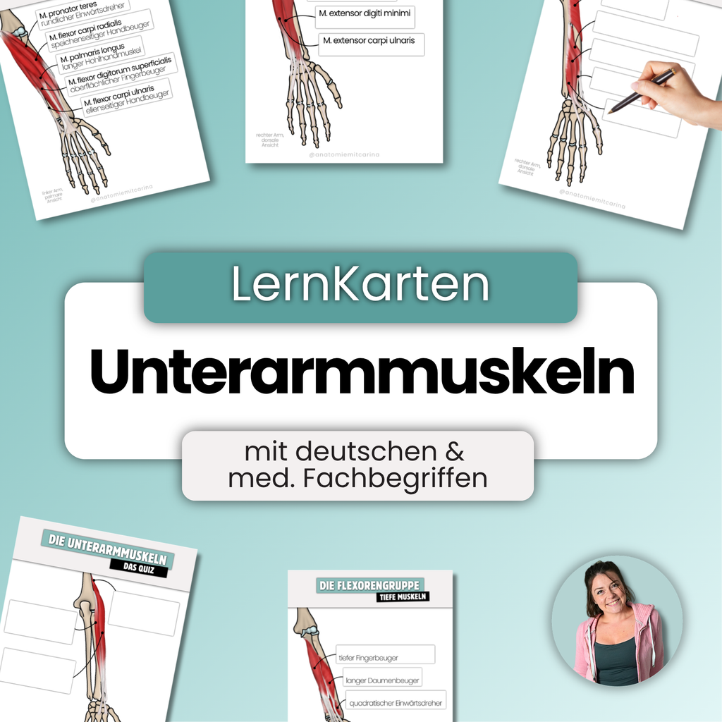 LernKarten 'Unterarmmuskeln'