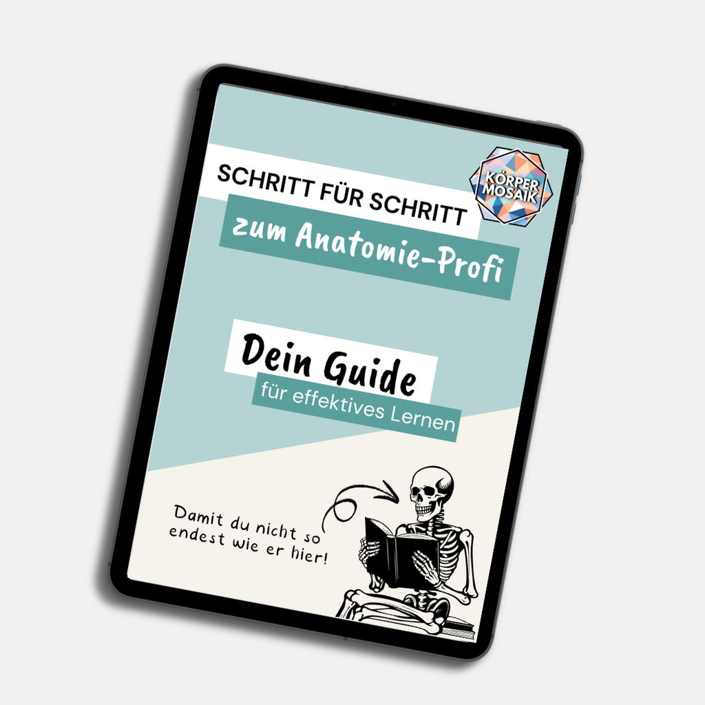 E-Book: Schritt für Schritt zum Anatomie-Profi