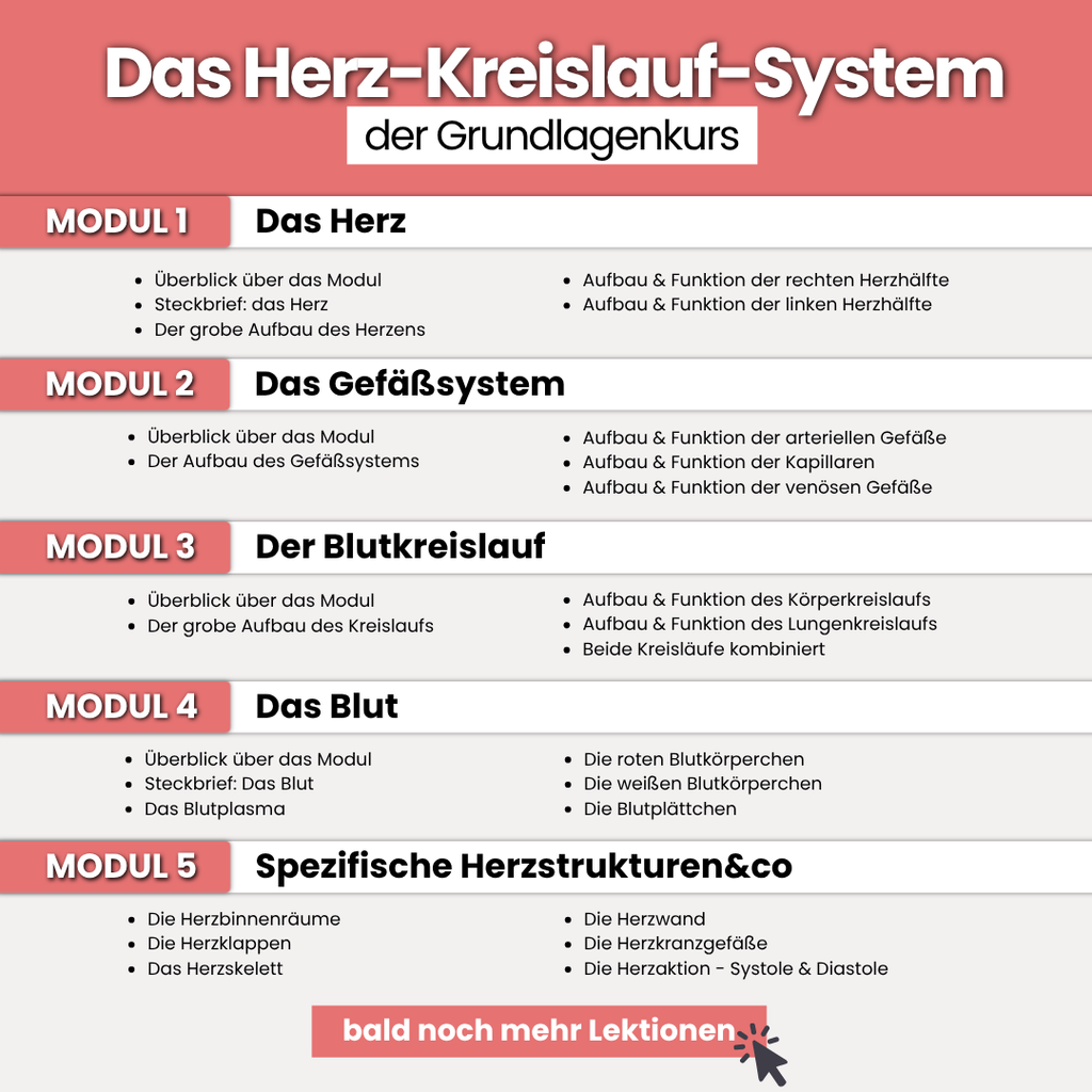 Das Herz-Kreislauf-System | Grundlagenkurs