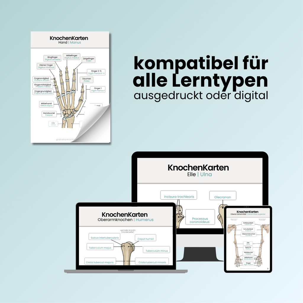 LernKarten 'Knochenpunkte der oberen Extremität'