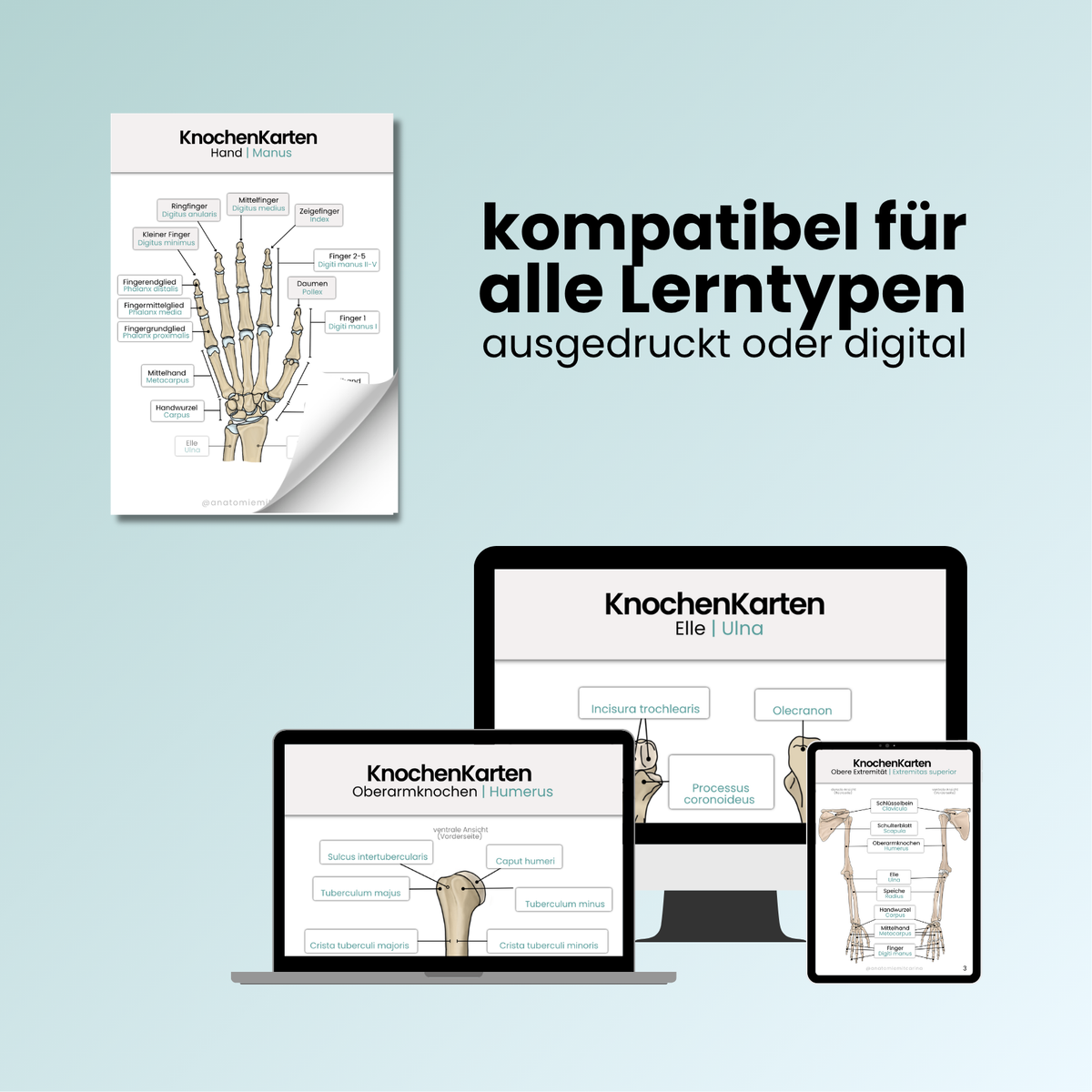 LernKarten 'Knochenpunkte der oberen Extremität'