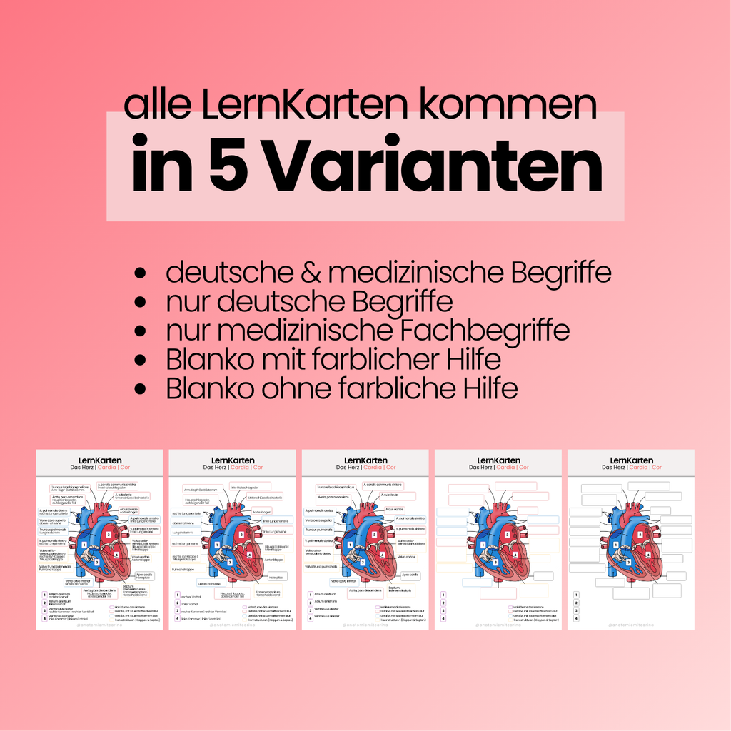 LernKarten 'Das Herz'