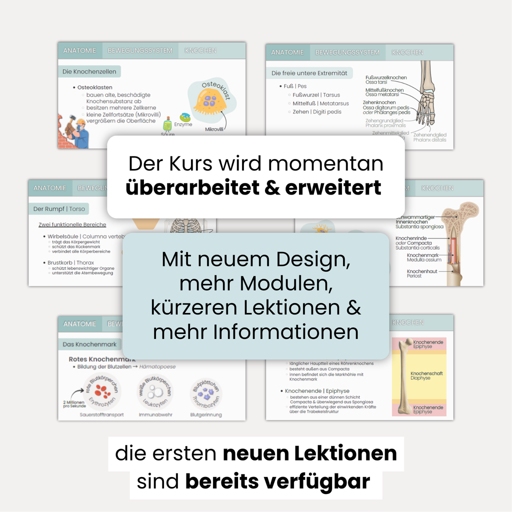 Das Bewegungssystem | Grundlagenkurs