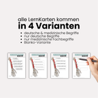 LernKarten 'Unterarmmuskeln'