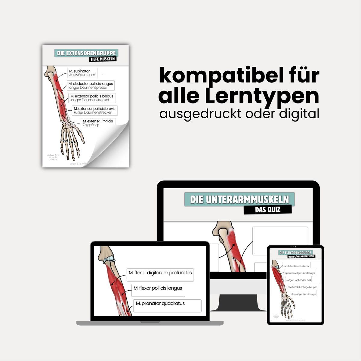 LernKarten 'Unterarmmuskeln'