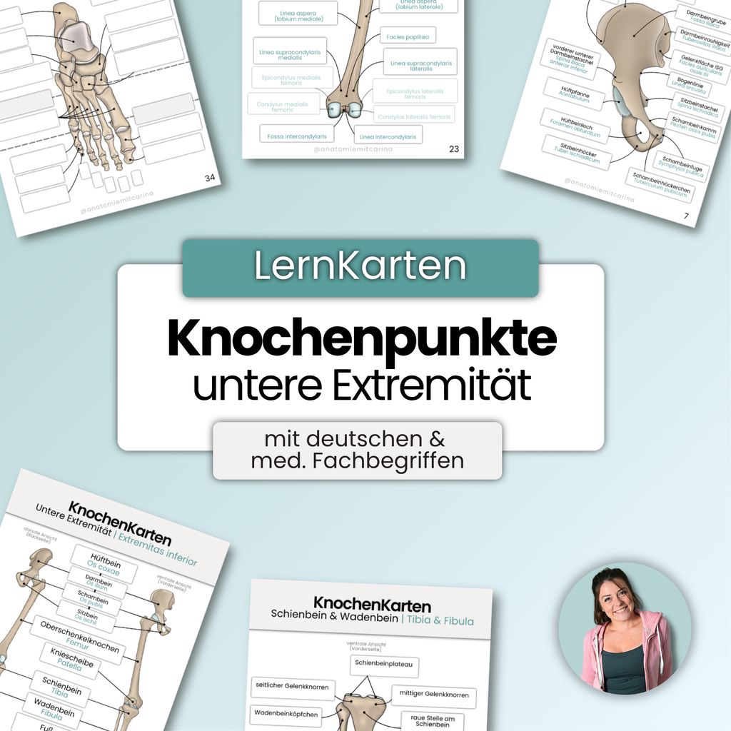 LernKarten 'Knochenpunkte der unteren Extremität'
