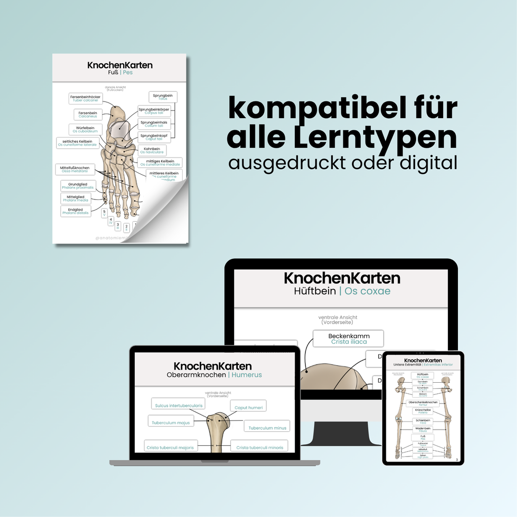 LernKarten 'Knochenpunkte der unteren Extremität'