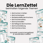 LernZettel 'Anatomie der Knochen'
