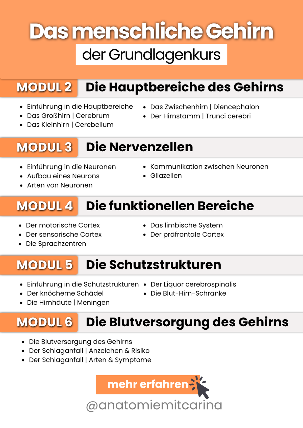 Das menschliche Gehirn | Grundlagenkurs