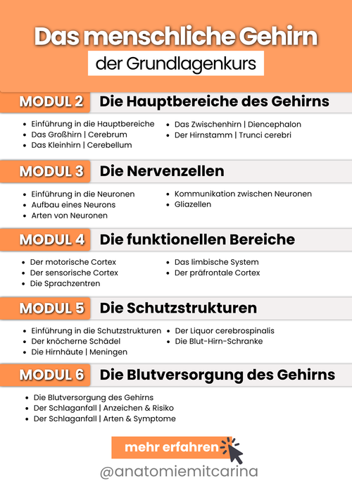 Das menschliche Gehirn | Grundlagenkurs